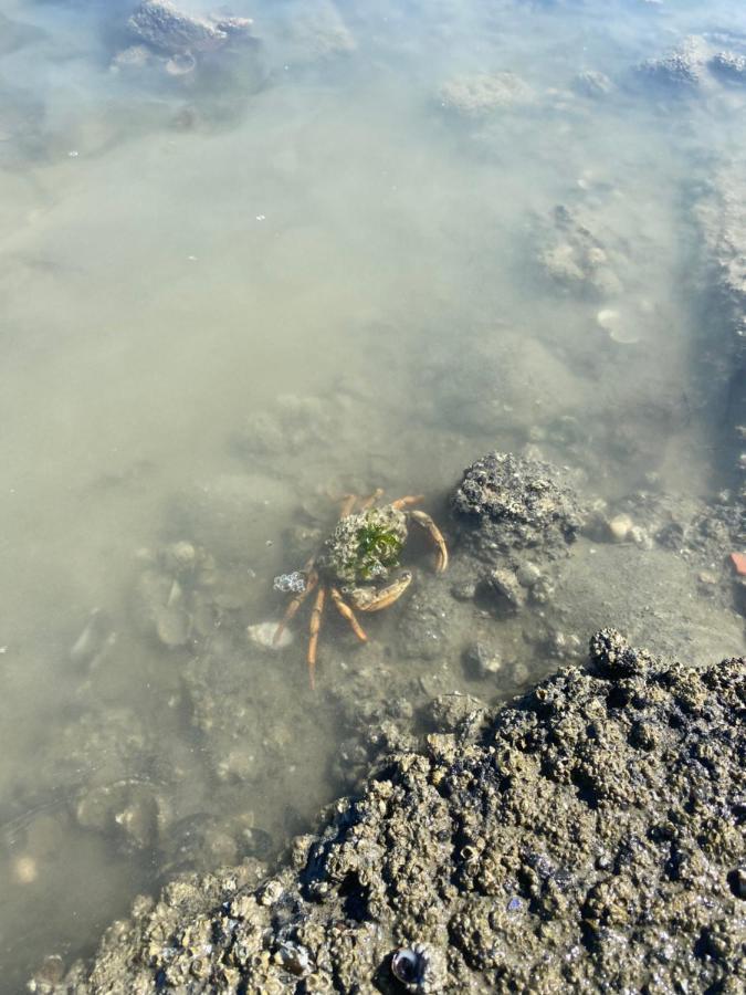 Wierums Huske Aan De Waddenzee Unesco Werelderfgoed Εξωτερικό φωτογραφία